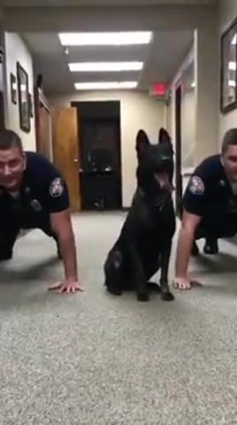 The police dog trains like a rocci, police, dog, rocci, animals pets.