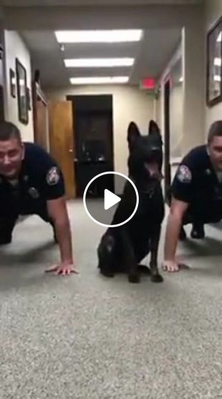 The police dog trains like a rocci