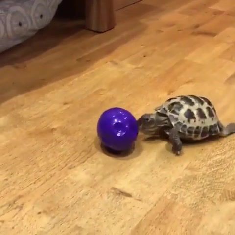 Tortoise thinks he's a dog, animals pets.