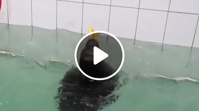 Water pipe, music, animals, funny, saxophone, seal, animals pets. #0
