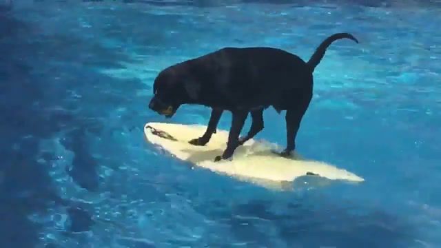Wave Rider, Tornadoes, Bustin Surfboards, Pet, Funny Pets, Can Dogs Swim, Swimming Dog, Dog Obsessed With Bodyboarding, Dog, Funny Dogs, Viral, Animals Pets