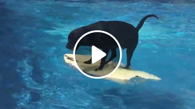 Wave rider, tornadoes, bustin surfboards, pet, funny pets, can dogs swim, swimming dog, dog obsessed with bodyboarding, dog, funny dogs, viral, animals pets. #0