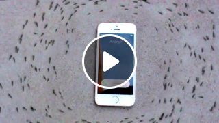 Ants Circling Phone
