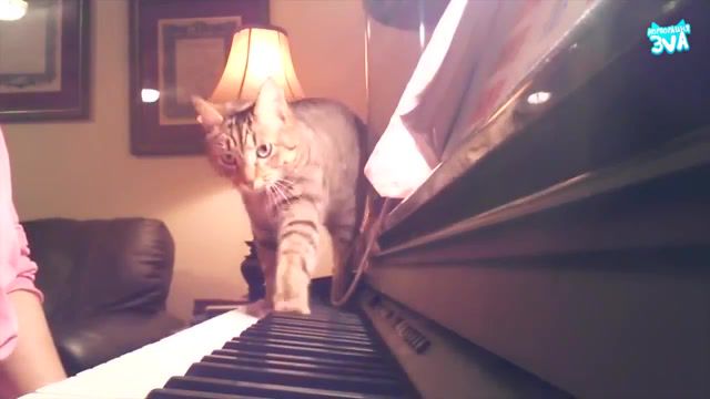 Cat and piano, cat, cats, kitten, funny, funny cat, compilation, try, not, to, laugh, challenge, try not to laugh, best, animal, animals pets.