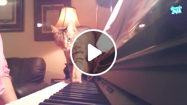 Cat and piano, cat, cats, kitten, funny, funny cat, compilation, try, not, to, laugh, challenge, try not to laugh, best, animal, animals pets. #0