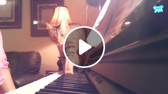 Cat and piano, cat, cats, kitten, funny, funny cat, compilation, try, not, to, laugh, challenge, try not to laugh, best, animal, animals pets. #1