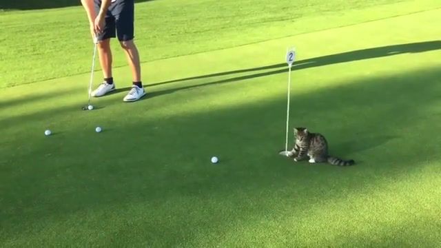 Cat golf is hardest golf, cat, kitten, golf, cat vs human, human vs cat, kitty, hole, purr, good sport, can not touch this, animals, pets, pet, tabby, vs, cats, skill, awesome, animal, nature, funny, fun, cat tricks, cat trick, animals pets.