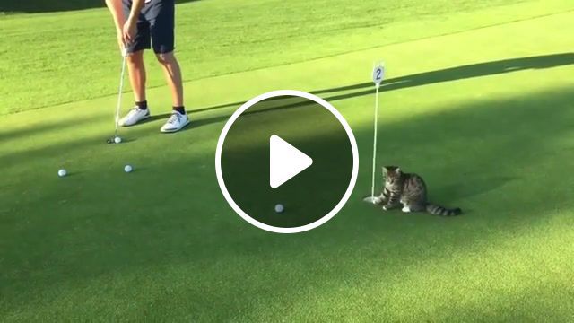 Cat golf is hardest golf, cat, kitten, golf, cat vs human, human vs cat, kitty, hole, purr, good sport, can not touch this, animals, pets, pet, tabby, vs, cats, skill, awesome, animal, nature, funny, fun, cat tricks, cat trick, animals pets. #0