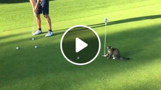 Cat golf is hardest golf