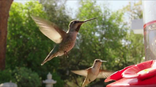 Colibri, hummingbird, slow motion, r3d, canon, epic m, red, animals pets.