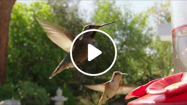 Colibri, hummingbird, slow motion, r3d, canon, epic m, red, animals pets. #0