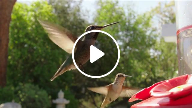 Colibri, hummingbird, slow motion, r3d, canon, epic m, red, animals pets. #1