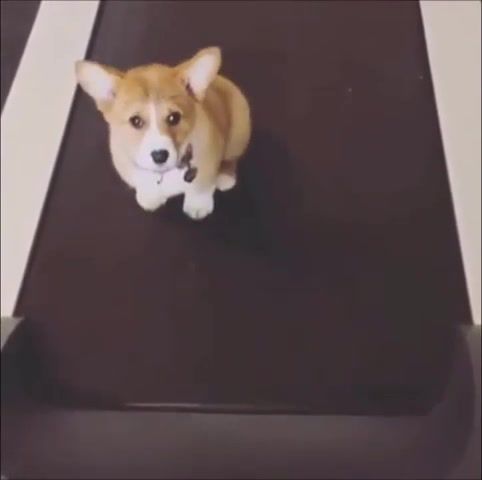 Dog - Video & GIFs | compilation,cats,funnyvine,new,aaron,pet,funnyvines,vines,funny,best,vine,cat,michael,cute,sneaky,plate,vegetables,animals,aarons,aaronsanimals,aaron's animals,animals pets