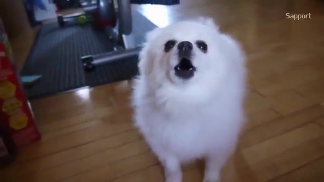 Gabe the dog can can, sapport, best of gabe the dog, ytpmv, cancan, can can animal, can can gabe, can can, animal cover, dog, gabe, gabe the dog, animals pets.