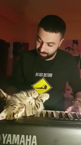 How to get a cat to sleep, animals pets.