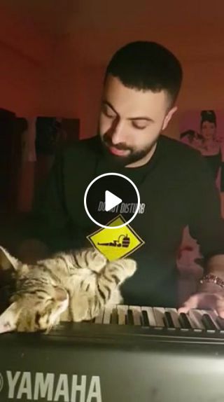 How to get a cat to sleep