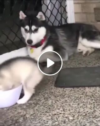 Husky Who is this silly dog