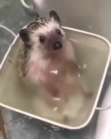 Just Animal Things, Lou Bega Mambo No 5 A Little Bit Of, Mambo Not 5 A Little Bit Of, Lou Bega, Pets And Animals, Animals And Pets, Cat, Dog, Hedgehog, Meme, Memes, Funny, Cute, Animals Funny, Funny Animals, Cute Animals, A Little Bit Of, Animals Pets
