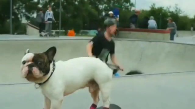 Mark, mark, ramp, skate, skateboard, bulldog, french bulldog, tricks, socks, remix, dog, animals pets.