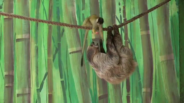 Monkey Steals Food from Sloth