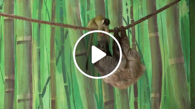 Monkey steals food from sloth, sonic, star wars, darth vader, animals pets. #1