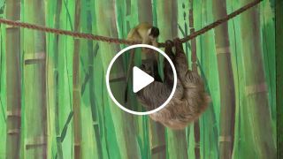Monkey Steals Food from Sloth