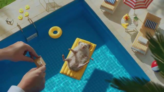 Now that's life, pool, hedgehog, cool, still, all, everything is alright, water, sun, nice, life, love, vacation, summer, relaxing, relax, party, pet, animals pets.