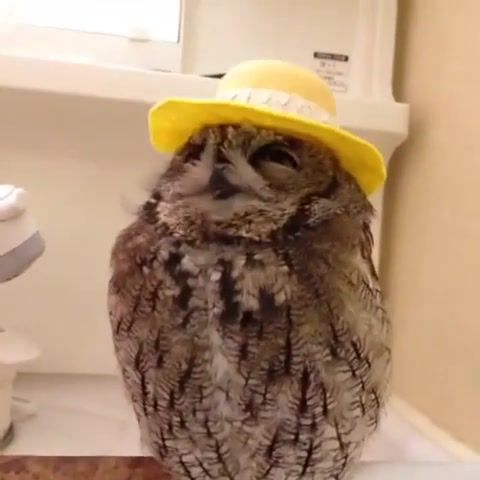 Owl Friend - Video & GIFs | of the day,mothergong,funny,amigo,owl,mexico,animals pets