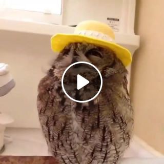 Owl Friend