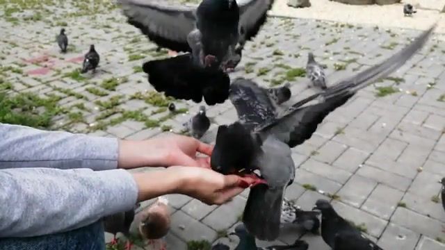 Pigeons live, alina orlova, made by katipal, live, pigeons, animals pets.
