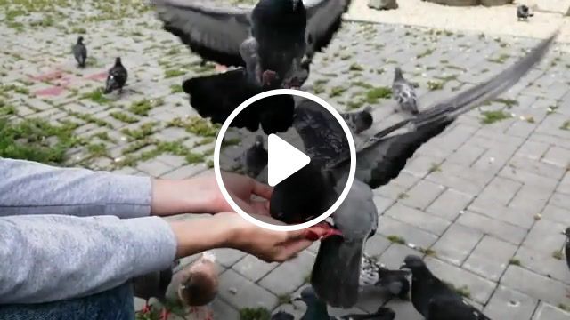 Pigeons live, alina orlova, made by katipal, live, pigeons, animals pets. #0