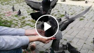 Pigeons Live