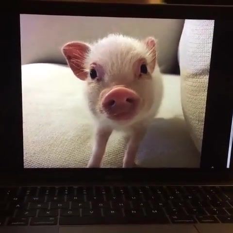 Piggy, animal, little, pig, animals pets.