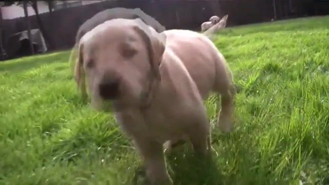 Puppies, Cute, Dogs, Dog, Labrador Retriever, Pet, Chariots Of Fire, Hv30, Hv20, Motion, Slow, Running, Retriever, Labrador, Yellow, Puppy, Puppies, Animals Pets