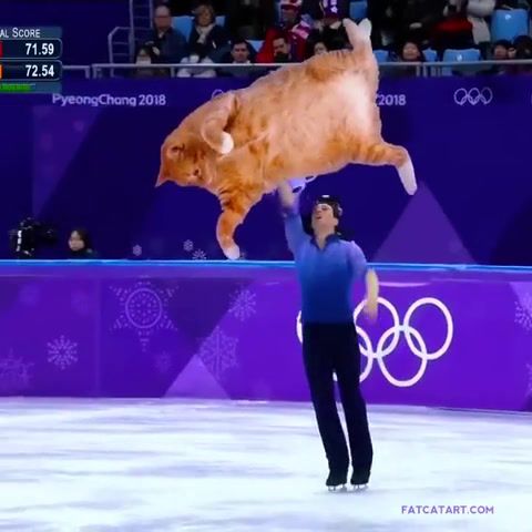 Skating cat, skating, ice, ice skating, cat, funny, sport, olympics, korea, lovely, gracious, animals pets.