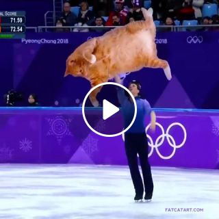Skating Cat