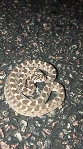Snake Coil, Snake, Coil, Animals, Animal, Viper, Snake Charmer, Pet, Pets, Scary, Weird, Cool, Awesome, Neat, Nature, Snake Bite, Animals Pets