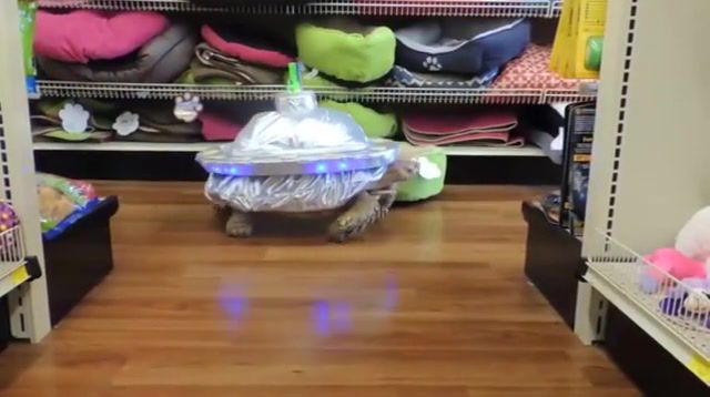 The Turtle is Out There - Video & GIFs | eleprimer,meme,memes,wtf,lol,x files,ufo,turtles,animals pets