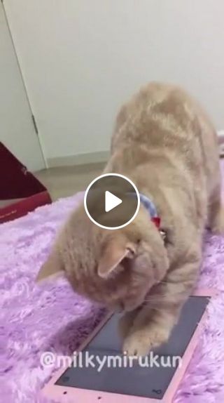 This kitten playing with a tablet is everything you need to see today