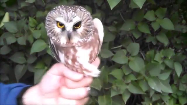 Upside Down Owl