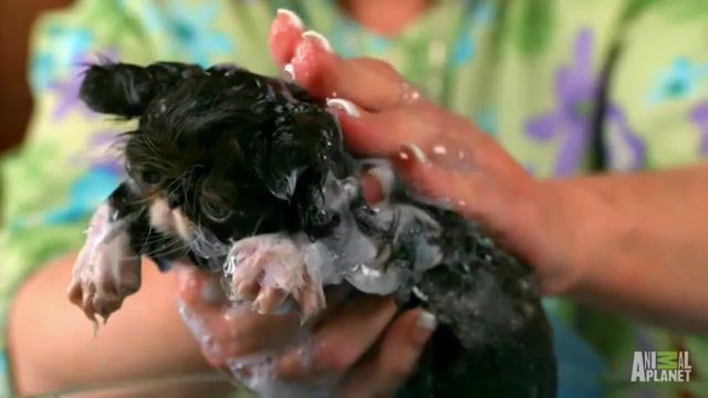Washing your gremlin - Video & GIFs | kittens,kitten,cats,cat,animals pets