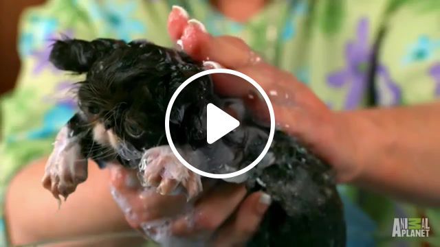 Washing your gremlin, kittens, kitten, cats, cat, animals pets. #0