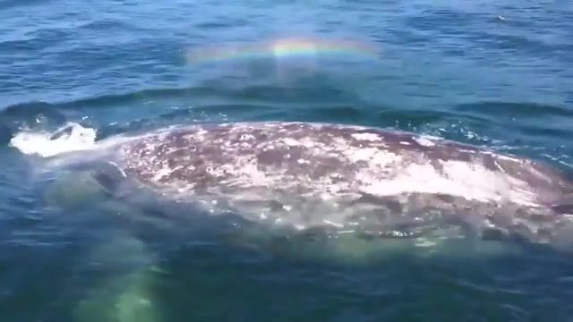 A whale shoots a rainbow, sea, animal, nice, woah, rainbow, whale, animals pets.