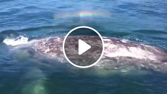 A whale shoots a rainbow, sea, animal, nice, woah, rainbow, whale, animals pets. #0