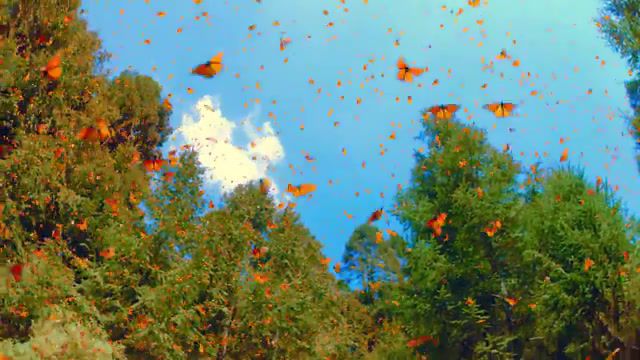 Butterfly wings, hdr, hdr10, 4k, uhd, chromecast ultra, real hdr, butterfly, nature, wings, animals pets.