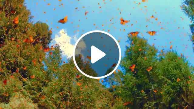 Butterfly Wings, Hdr, Hdr10, 4k, Uhd, Chromecast Ultra, Real Hdr, Butterfly, Nature, Wings, Animals Pets. #0
