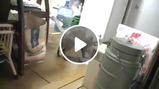 Cat Cleaner