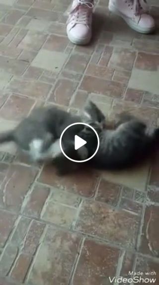 Cat combat