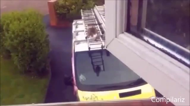 Cat jumping, compilation, supercut, compilariz, best, win, awesome, amazing, viral, cats, cats compilation, cool, lol, funny, pets, animals, cute, cat, kitty, ultimate collection, cat viral, animals pets.