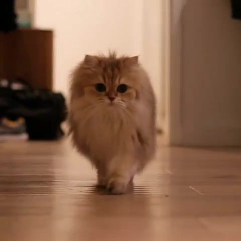 Cat on a catwalk - Video & GIFs | sy,music,bluejeans smile,cius,smoothie,smoothiethecat,catwalk,cat,animals pets